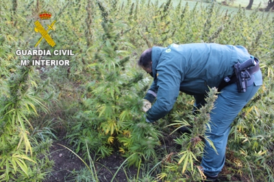 A Garda Civil destruiu os 900 quilos de plantas atopadas