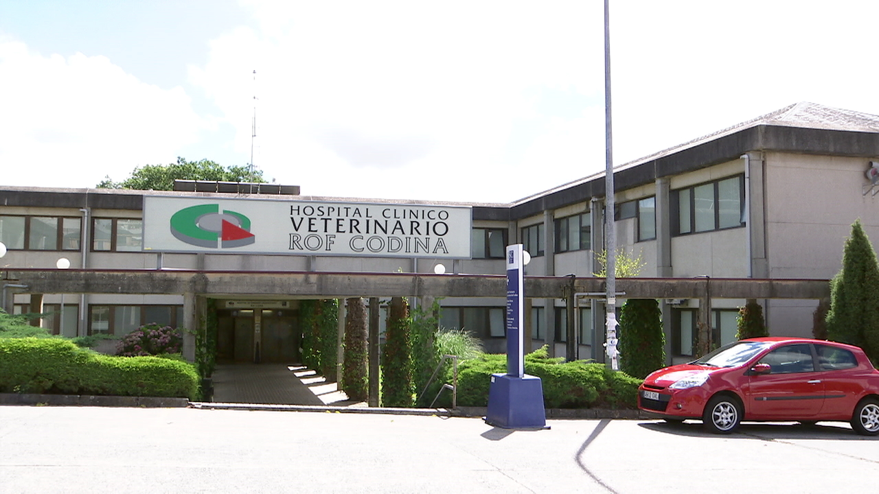 Os cadáveres foron trasladados ao hospital veterinario de Lugo