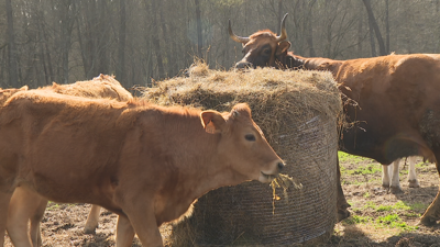 Os gandeiros do Irixo van cultivar trigo e cebada para alimentar o seu gando.