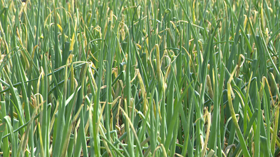 Imaxe dun cultivo de cebolas na parroquia de San Cosme, en Outes, este xoves