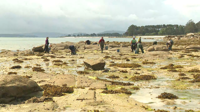 Imaxe dunha xornada de marisqueo na Ría de Arousa