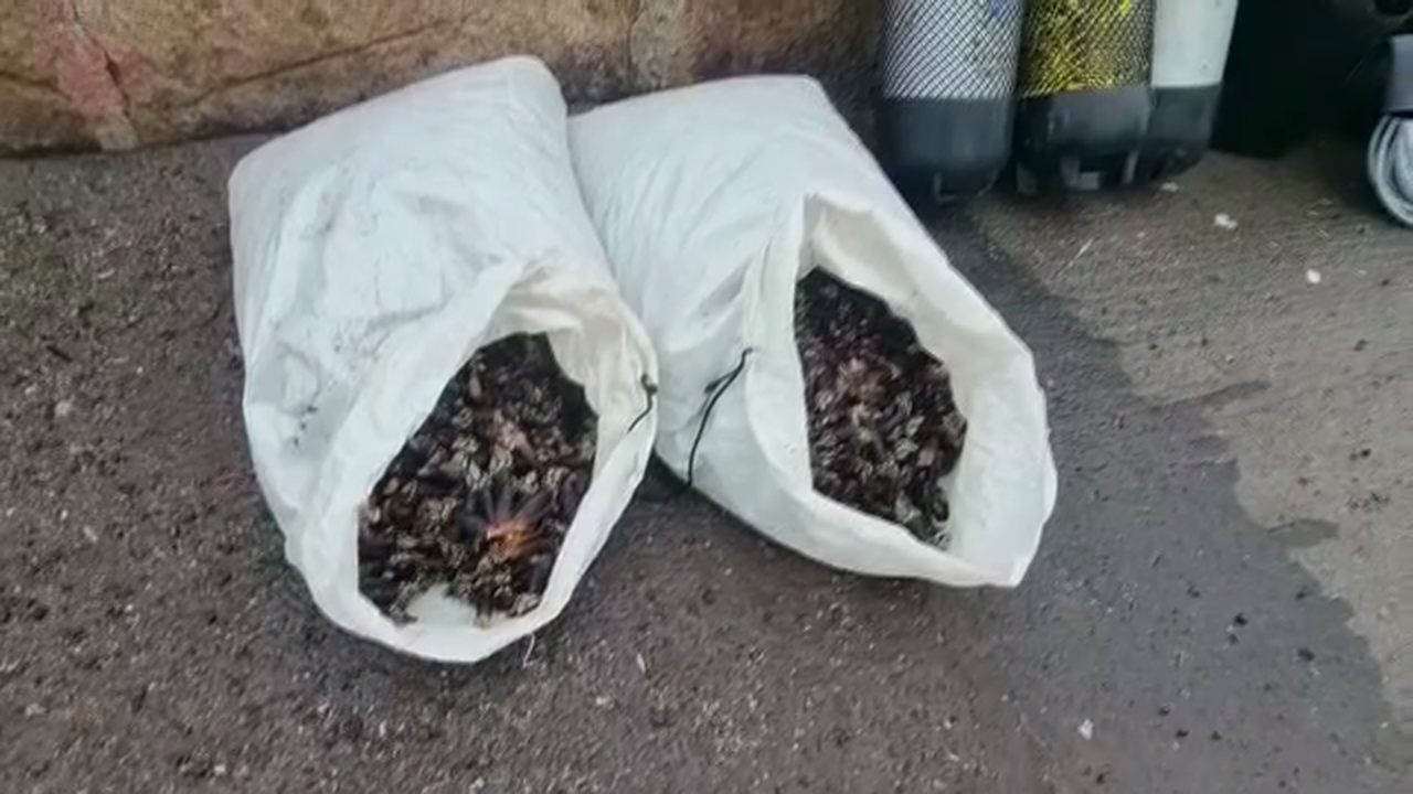 Dúas bolsas cheas de percebes na operación contra o furtivismo