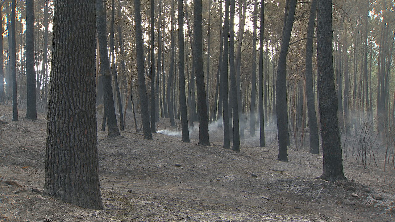 Monte calcinado en Arbo