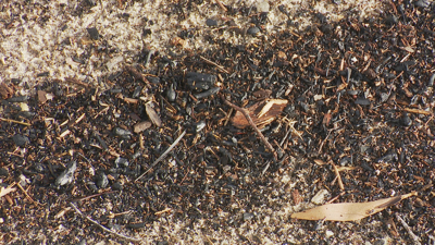 Refugallos na praia dos Raposiños arrastrados polo río Pedras na Pobra