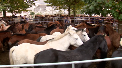 Imaxe da feira cabalar das San Lucas, este martes, en Mondoñedo