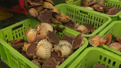 Imaxe das primeiras vieiras chegadas este luns ao porto de Cambados