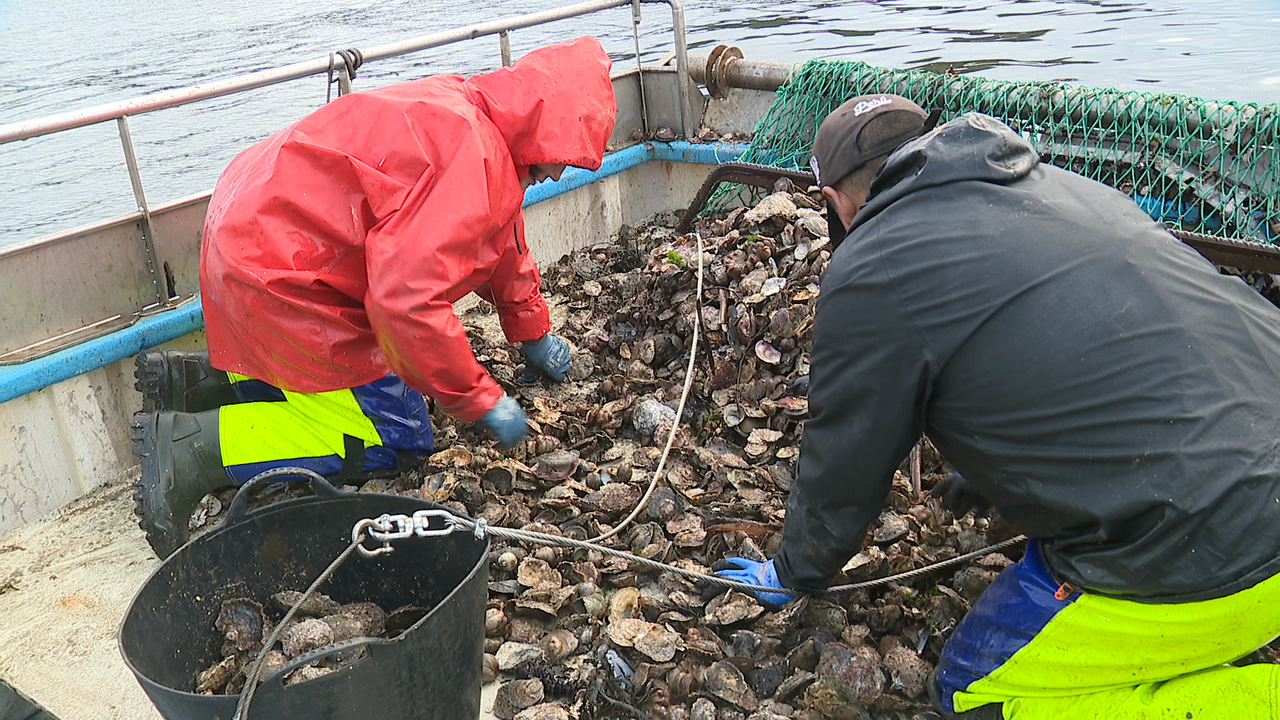 A ostra descárgase a bordo e escóllese