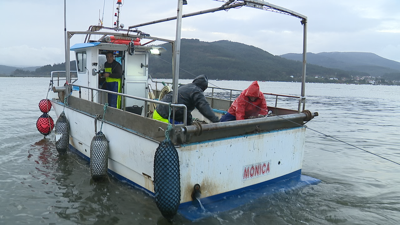 Na costeira de Noia traballaron esta semana uns quince barcos