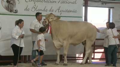 Navarra, a Blonde de Aquitania que os lobos mataron cando acababa de parir no monte