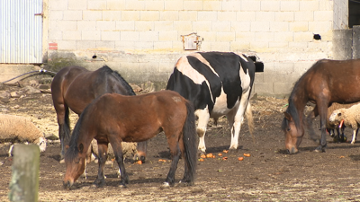 O santuario animal Vacaloura está de traslado de Santiago a Arzúa