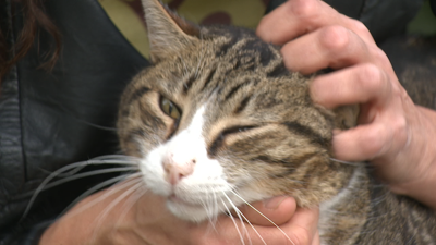 Miau é un dos gatos das colonias que atende a asociación Micos do Barrio