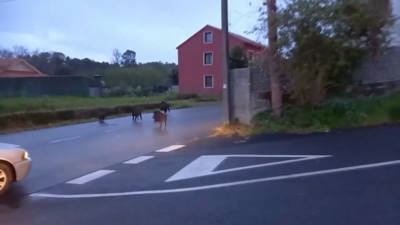 Catro xabarís irrompen na estrada do Saltiño a todo correr esta semana cando aínda non era noite