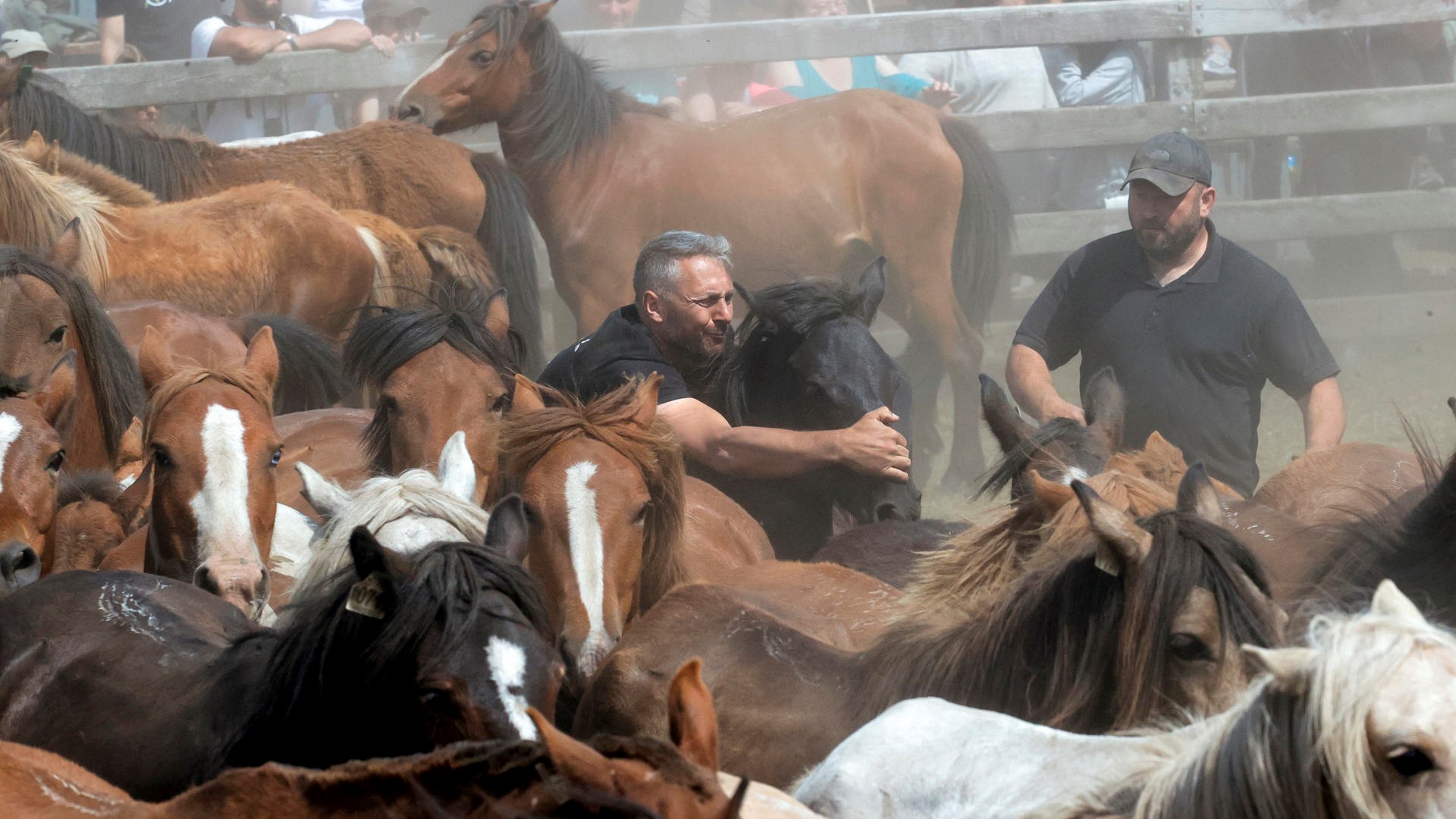 Rapa das bestas na Capelada, cedeira, este domingo