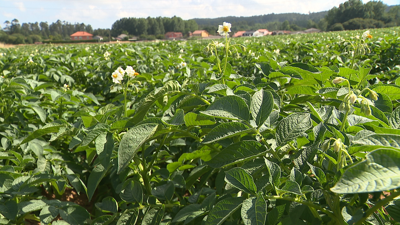 Imaxe dunha plantación de pataca nunha leira do Ribeiro, no concello de Coristanco, o pasado xoves