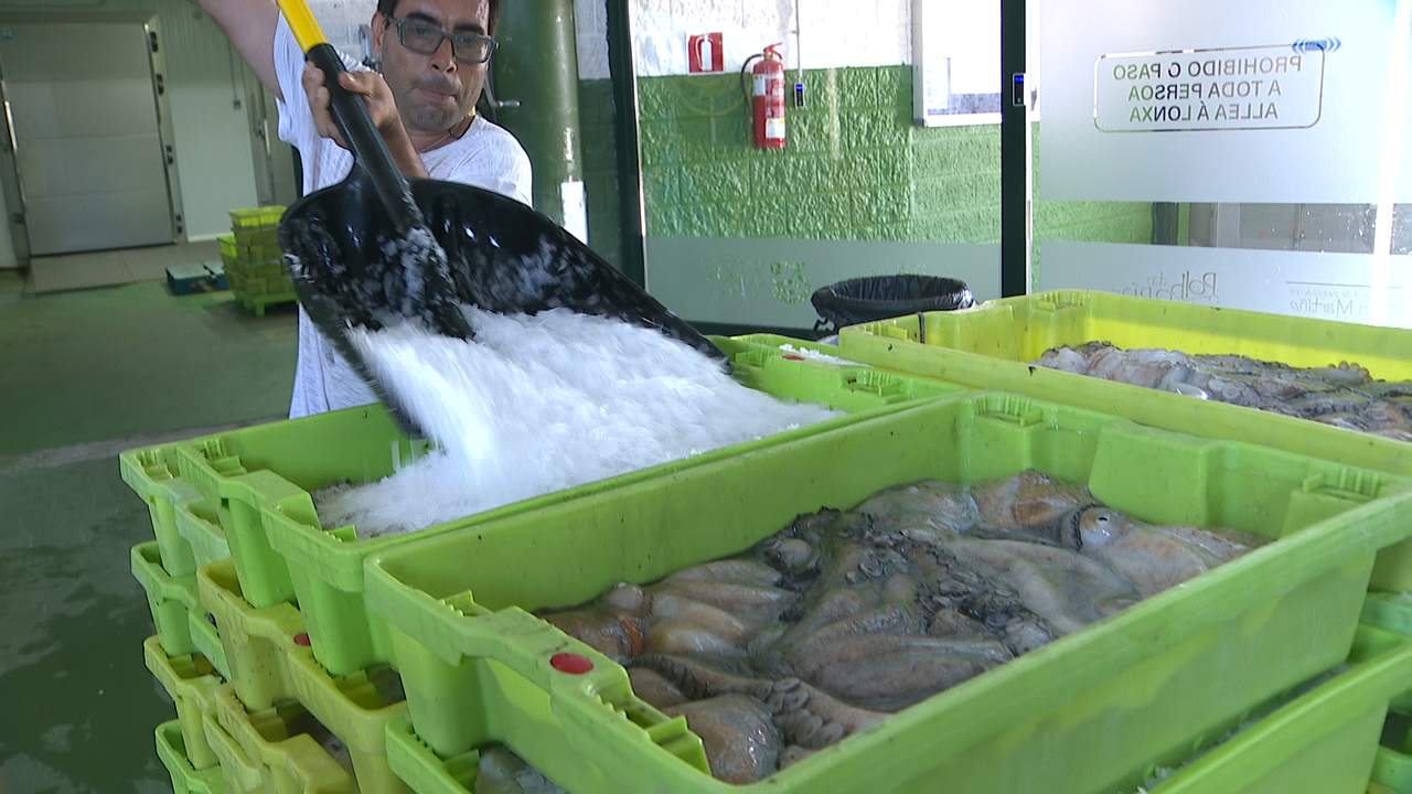 Na lonxa de Bueu o prezo medio do polbo superou os 10 euros