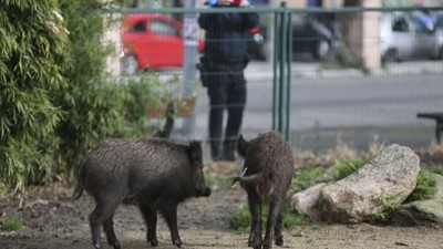 Xabarís nun parque vigués o pasado mes de marzo (EFE/Xenick)