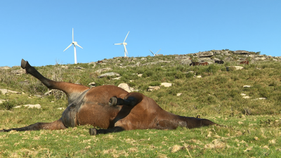 Unha das nove eguas tiroteadas nos montes da Curota