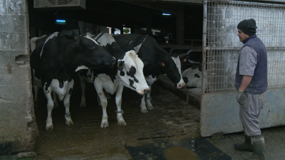 A explotación afectada, que tiña preto de 200 cabezas, non conta xa con ningunha vaca enferma