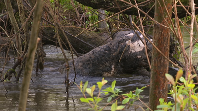 Restos dun xato no río Torrente