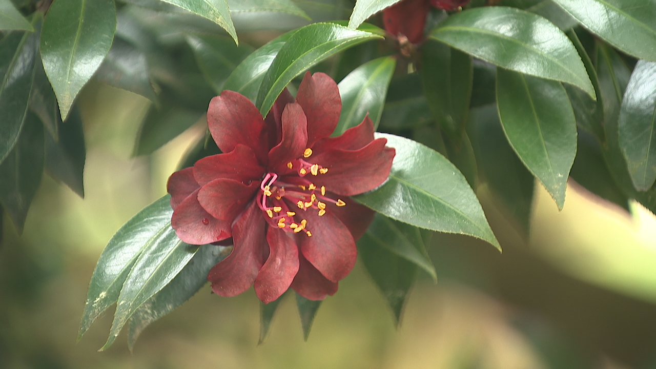 O xardín focego loce máis dun cento de especies de camelias