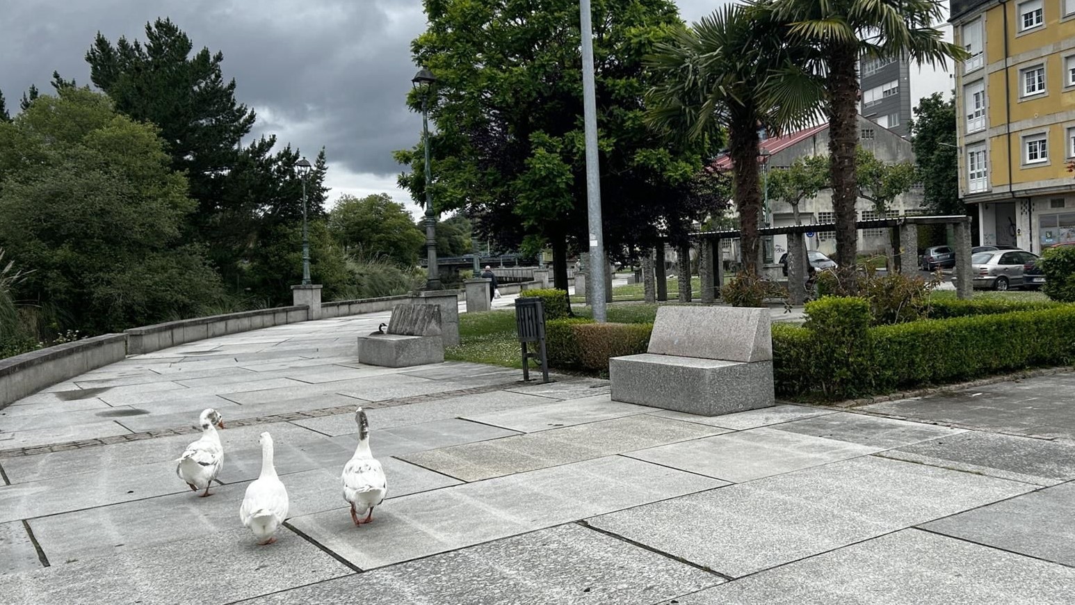 Gansos que atacan os veciños (Concello de Betanzos)