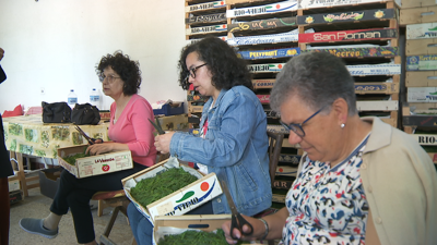 Voluntarias traballando nas alfombras