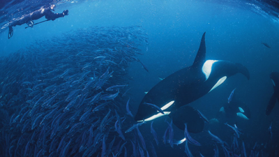 Candorcas cazando