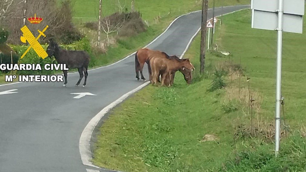 Imaxe de arquivo duns cabalos fóra da explotación. Garda Civil.