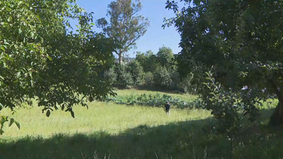 A plantación de maceiras de Marcos en Láncara