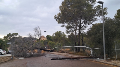 Árbore caída a causa do temporal en Calviá (Concello de Calvià)