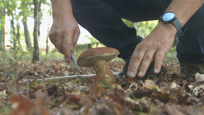 Boletus edulis recollido este outubro en Coles, Ourense