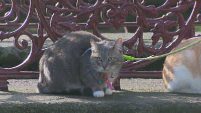 Os gatos necesitan socializar e saír pasear