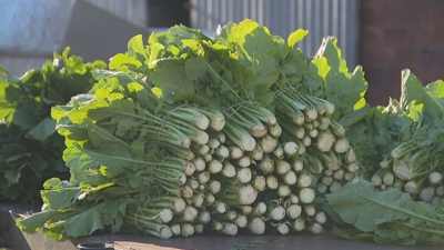 Mollos de nabizas en Abadín, listos para o seu envío a un restaurante