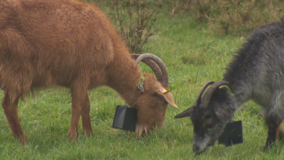 Cabras co dispositivo que permite o pastoreo virtual