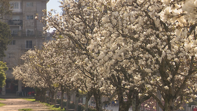 Imaxe deste martea dunha parte da liña de magnolias do paseo de Rosalía de Castro en Pontevedra