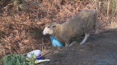 Imaxe da ovella tirada nun camiño da parroquia de Meavía, en Forcarei, este mércores, máis dunha semana despois de denunciado o abandono do animal