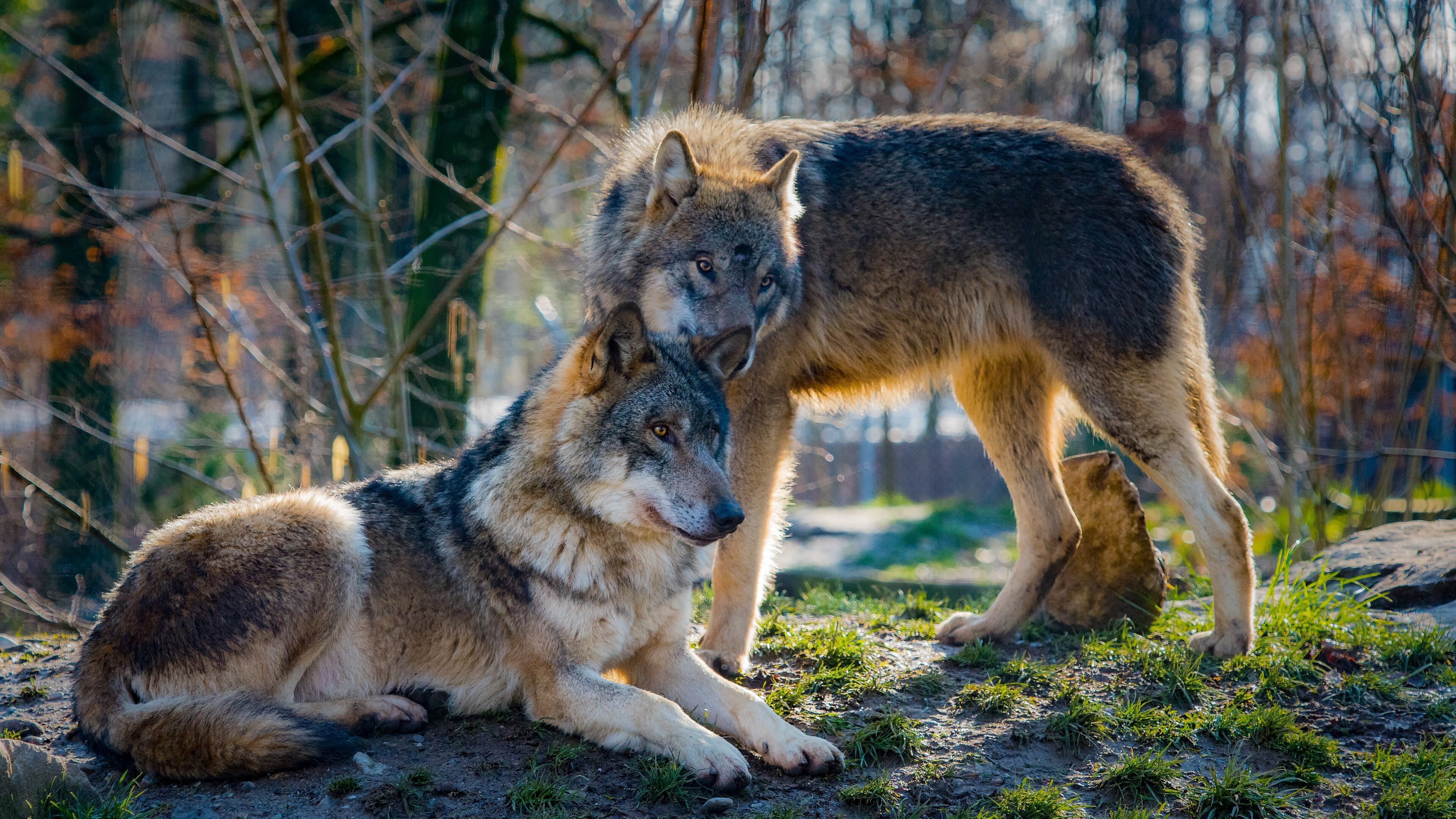 Arquivo (Europa Press/Defensa Animal)