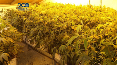 Tres detidos tras desmantelar unha plantación con 500 plantas de marihuana/Policía Nacional