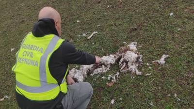 Os cadáveres de dúas ovellas e un cabrito, que estaban en estado de descomposición